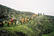 Iceland-East and South-Eastern Symphony - Horses and Puffins